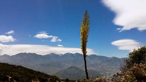 San Gabriel Mtns View with Yucca