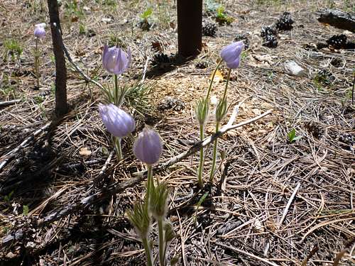 Pasqual Flowers mark the arrival of Spring