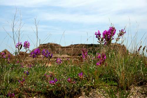 Fireweed in Badlands