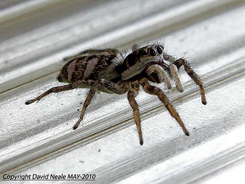 Mini Jumping Spider - Araneae