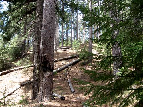 Downfall on Cobb Mountain Trail