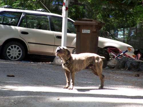 Cobb Mountain guard dog