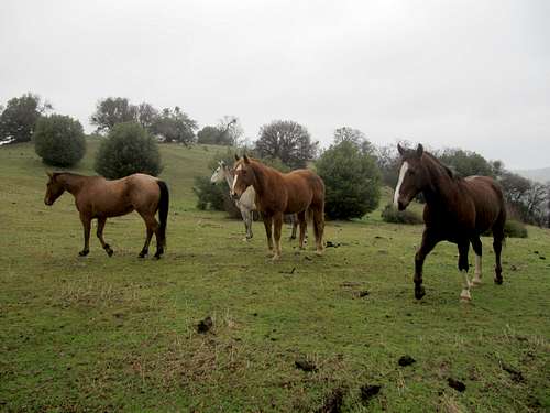 Horses upper Rocky Ridge