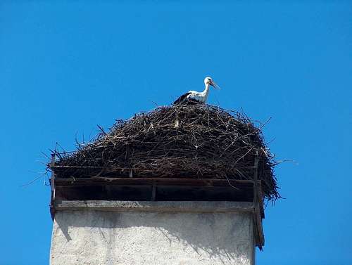 Slovak storks in Pribylina