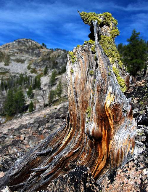 Lichen and Stump