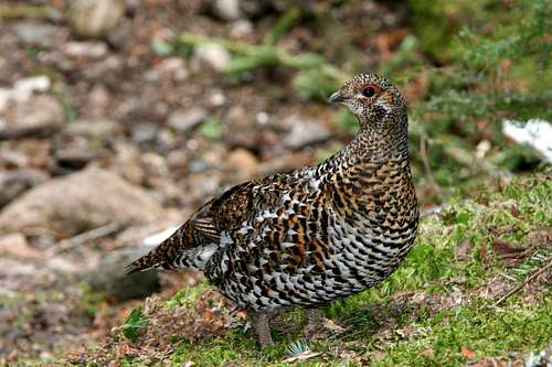 spruce grouse