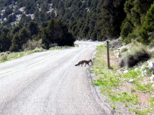 A Baby Fox at Great Basin National Park