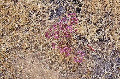 Wildflowers by the trail