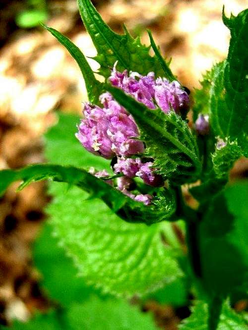 Buds of Perennial Honesty