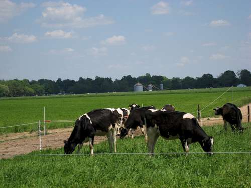 20100529 1431 cows