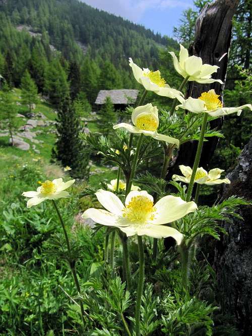 Anemone Sulfurea