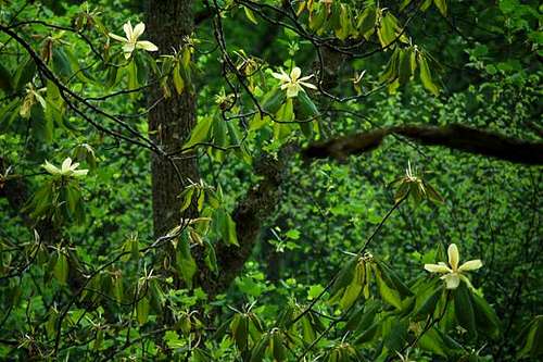 Fraser Magnolia Blooms