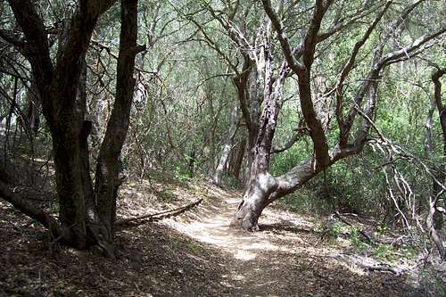 Section of the trail