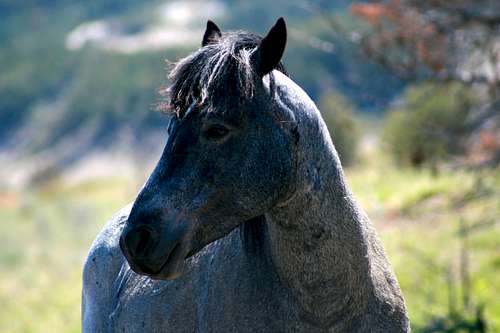 The Old Gray Mare . . . 