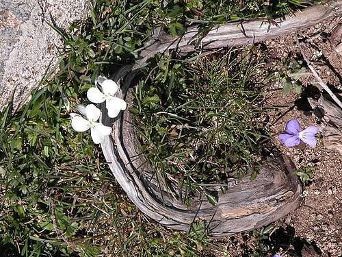 Corsican Violets near the...