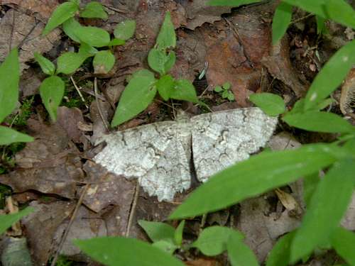 Butterfly on Massanutten South Trail
