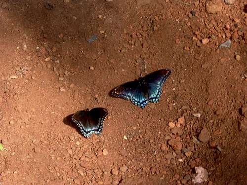 Butterflies at Catherine Furnace