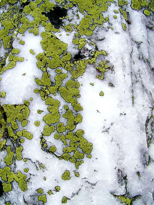 Lichen on a quartz stone