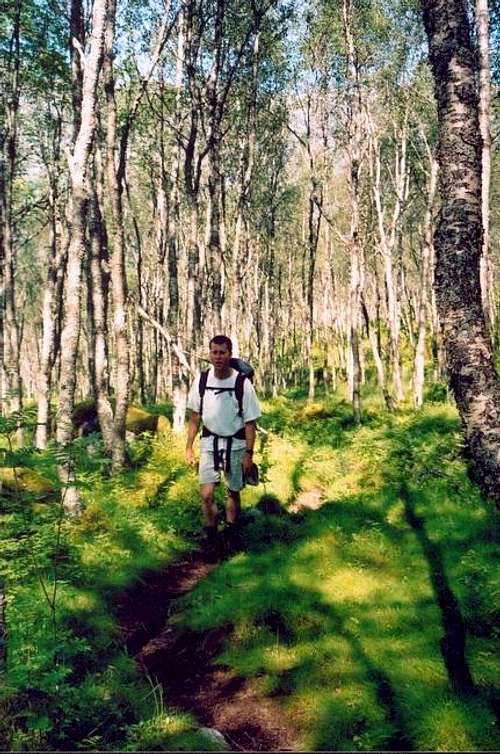 Hiking through the birch...