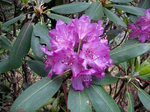 A Perfect Rhododendron Bloom