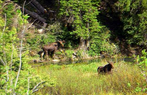 Two Moose at the base of Kessler Peak