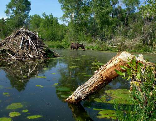 A beaver?