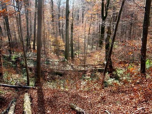Fall in the largest virgin beech forest of Europe