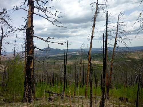 New growth, charred remnants
