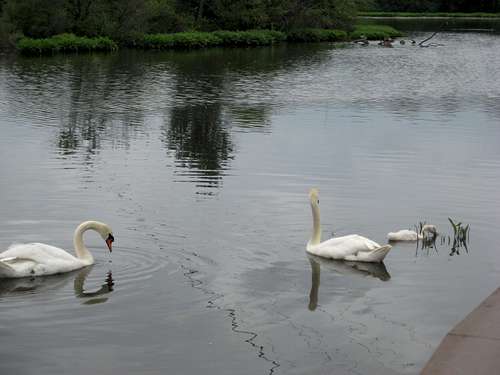 20100613 1531 swans