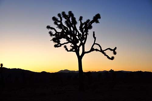 Joshua Tree at dusk