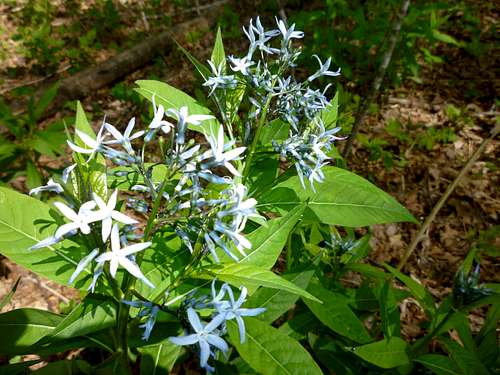 Blue Wildflowers on Gaddis Mountain