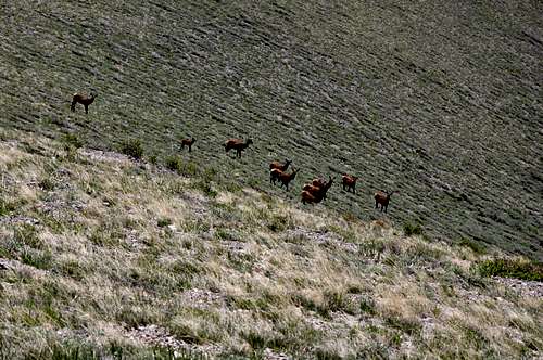 Elk - Dead Ox Pass