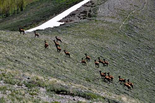 Elk at Dead Ox Pass 