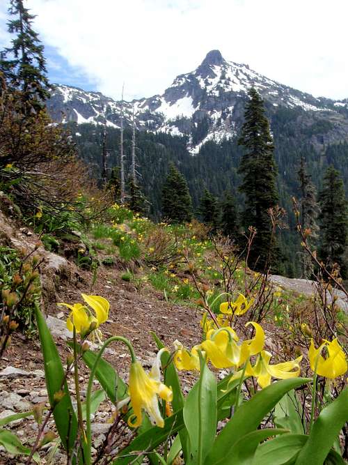 Hibox Mountain and Glacier Lilies