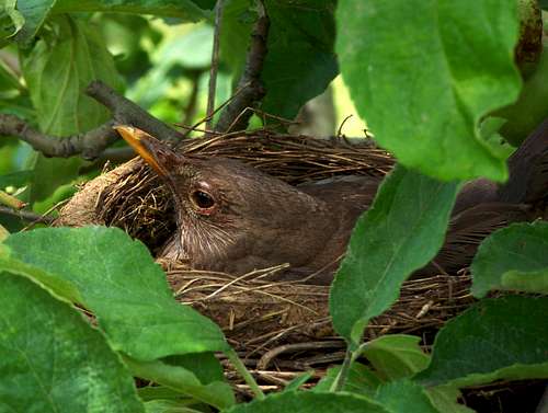 Common blackbird in her nest