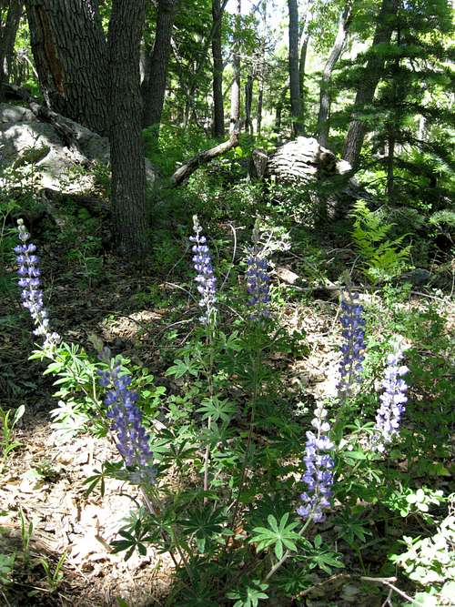 Lupine along the trail