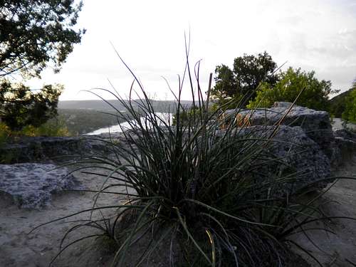 Yucca and overlook