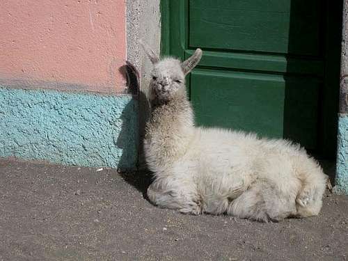 Baby llama in the town of Sajama