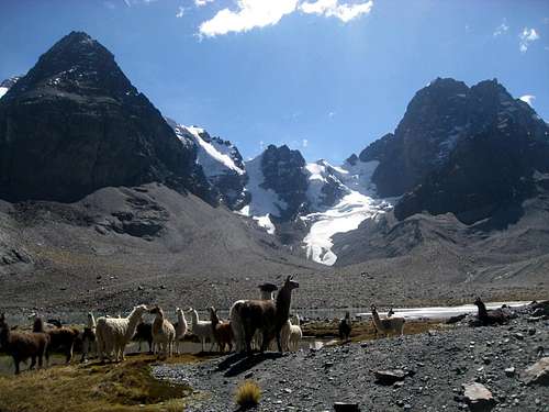 Llamas in the Condoriri area