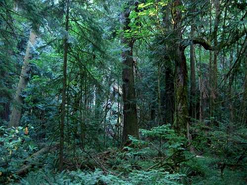 The dense rainforest and huge...