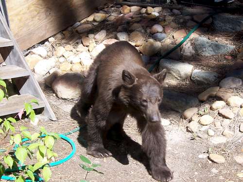 A juvenile Black Bear in our backyard.