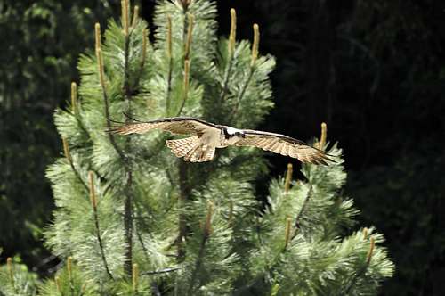 Osprey-Mores Creek