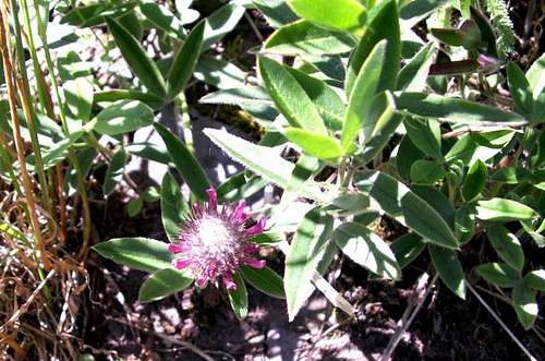 Trifolium medium...