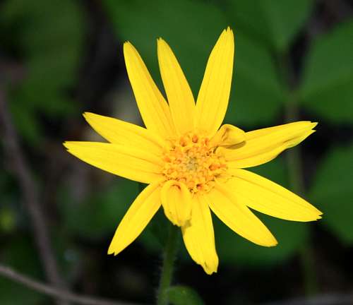 A wildflower on Mount Timpanogos