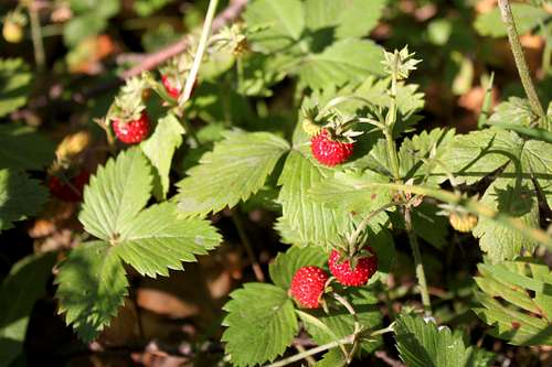 wild forest strawberries