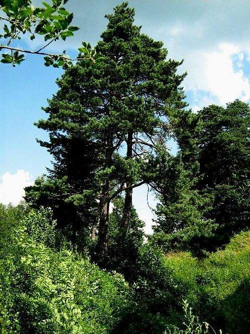 Pine trees near Kamieniec Castle