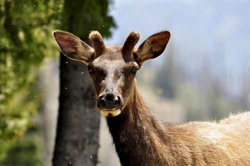 Elk near Granite Summit