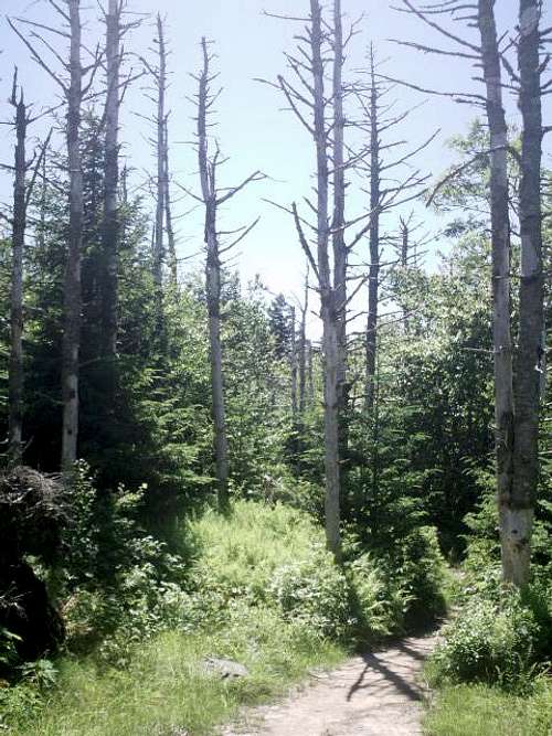 Spruce on Mt Rogers