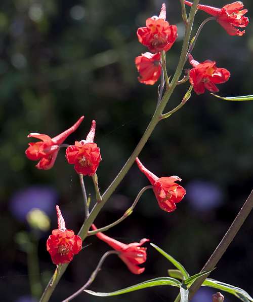 Scarlet Larkspur (<i>Delphinium cardinale</i>) 