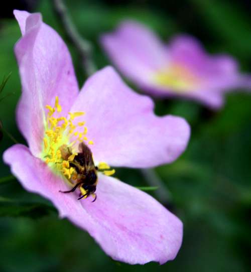 A bee on a Tyedye Rose